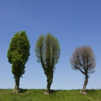 Три дървета срещу Sky, Charmoy, Aube, отпечатък на плакати от Франция от Бен Сиелт