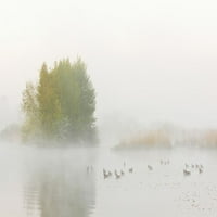 Езерото в ранната сутрешна мъгла с гъски Greylag през пролетта, Хесе, Германия Плакат за плакат от Майкъл Бройер