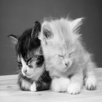Две котета заспали, животни безкрайно изкуство за фотографски печат, продавано от Art.com